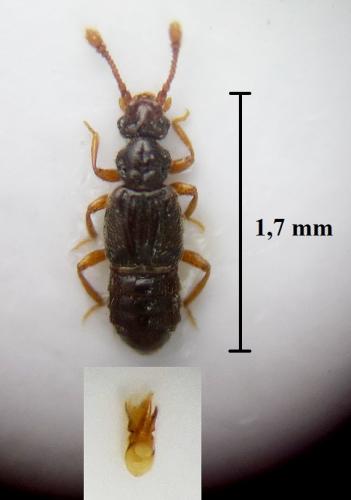 Euplectus nanus